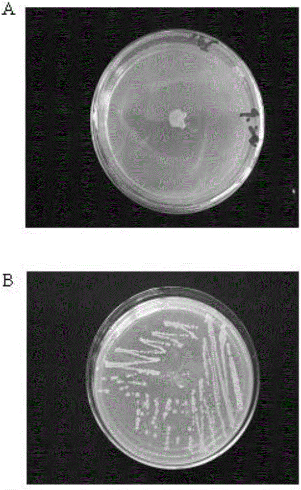 Bacillus subtilis YN145 and application thereof