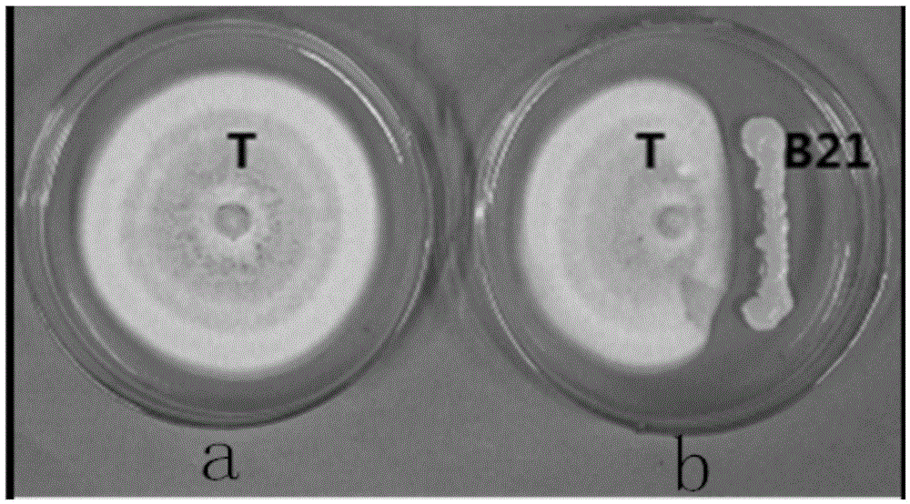 Application of sophora tonkinensis endophytic bacterium B21 in preventing and controlling panax notoginseng anthracnose