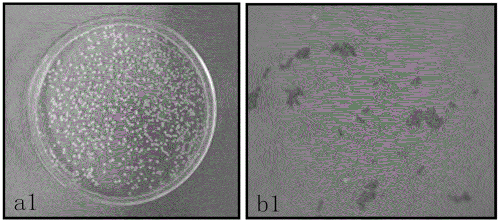 Application of sophora tonkinensis endophytic bacterium B21 in preventing and controlling panax notoginseng anthracnose