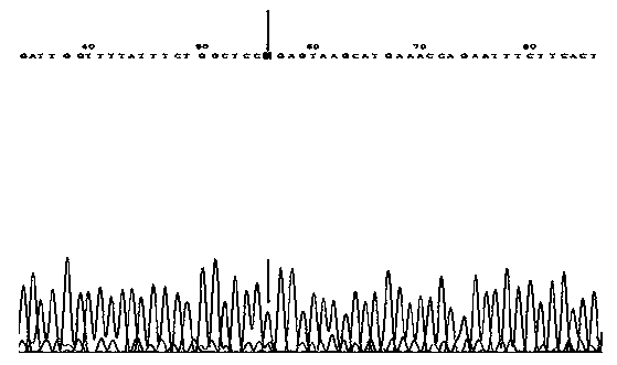 Primer composition for detecting harmful gene of deficiency of uridine monophosphate synthase of cattle, kit with primer composition and application of kit