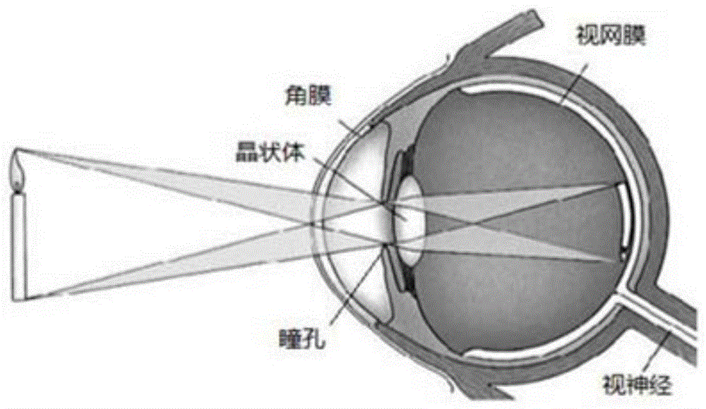 A large field of view curved surface focal plane imaging method and system based on image transmission fiber bundle