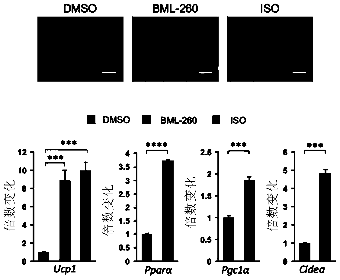 Application of rhodanine to treatment of metabolic diseases