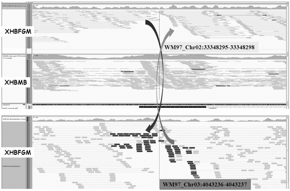 Gene clwip1 and Chromosomal Translocation and Linkage Markers in Watermelon Female Lines