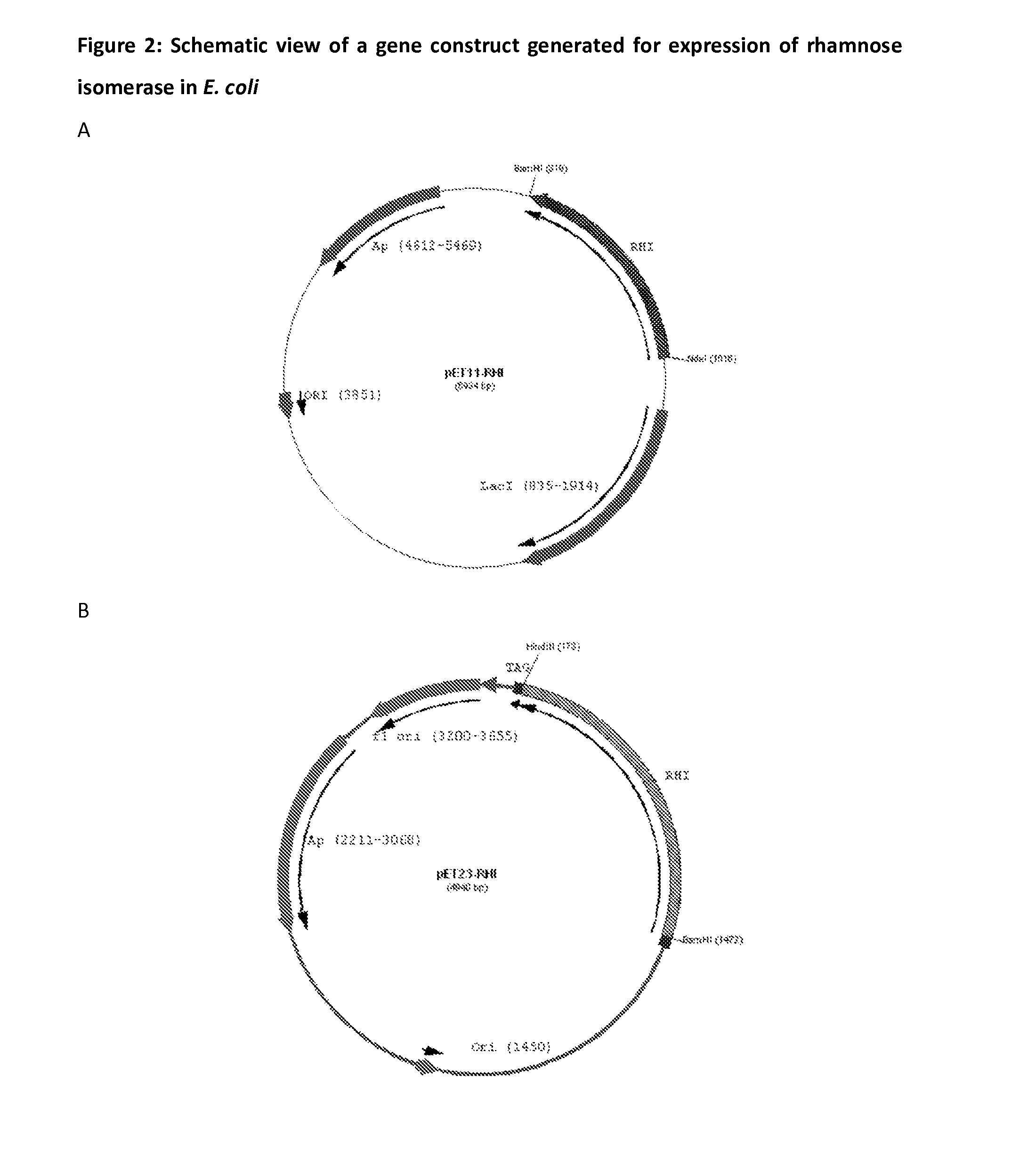 Method of Production of Monosaccharides