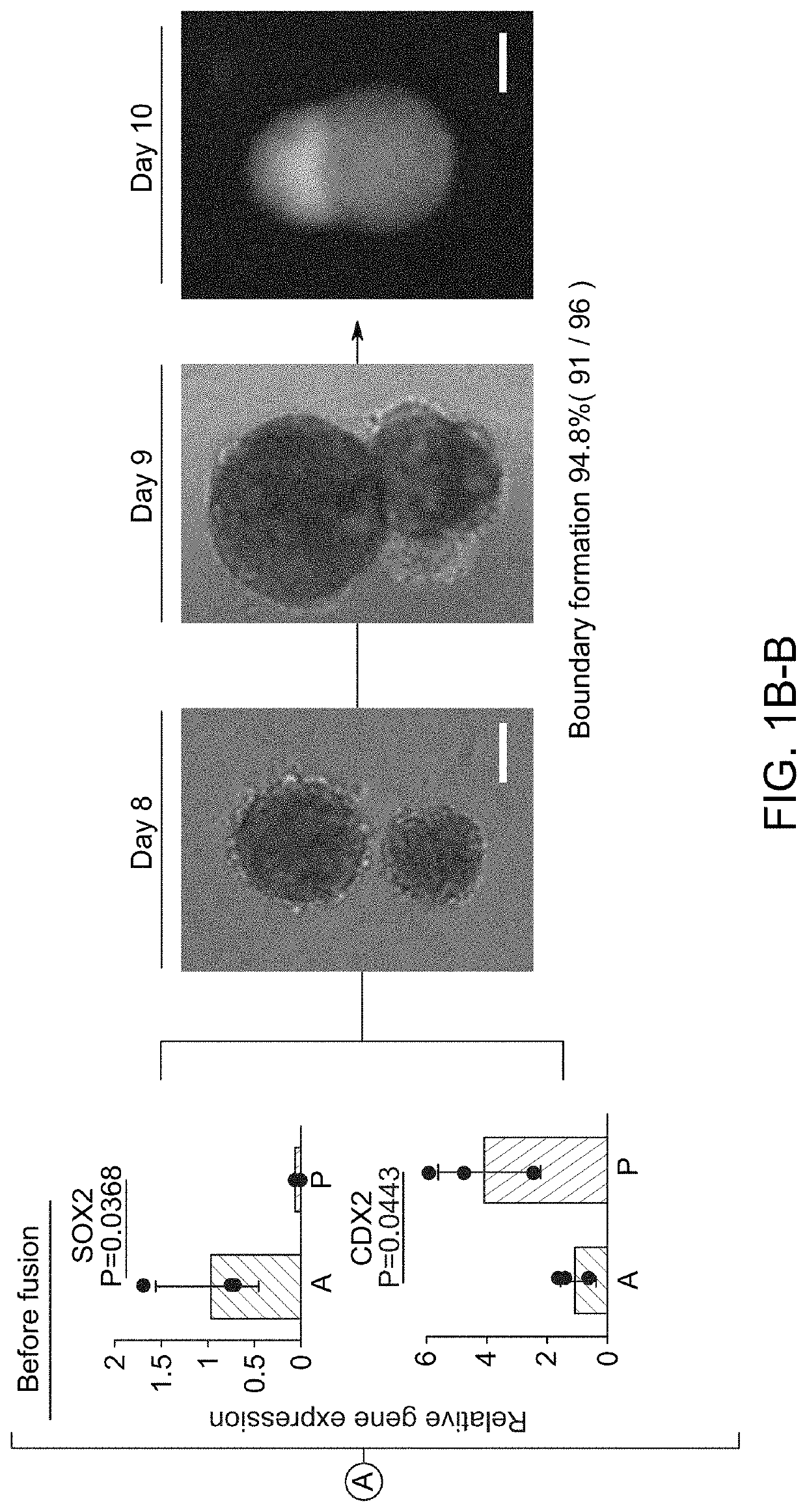 Hepato-biliary-pancreatic tissues and methods of making same