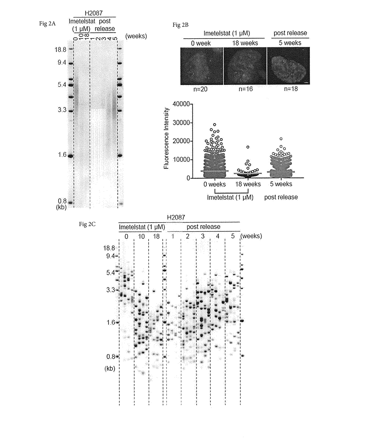 Method to measure the shortest telomeres