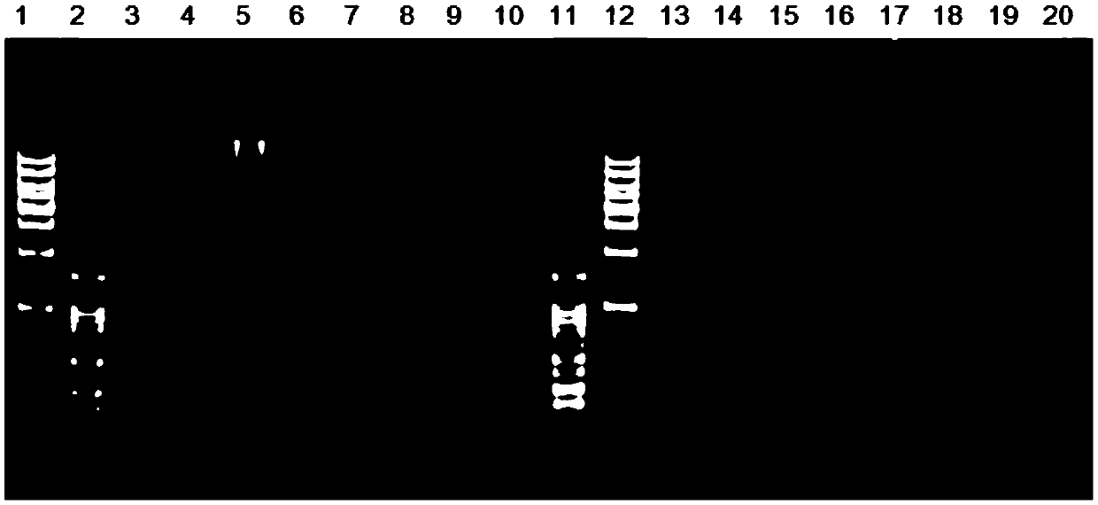 Determining method for sequencing enzyme digestion combination in sequencing genotyping technology