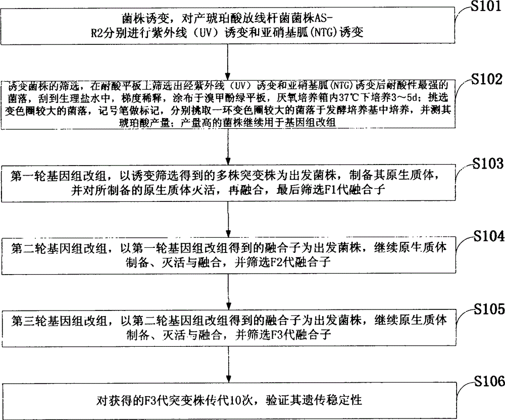 Acid resistance and high succinic acid yield strain and preparation method thereof