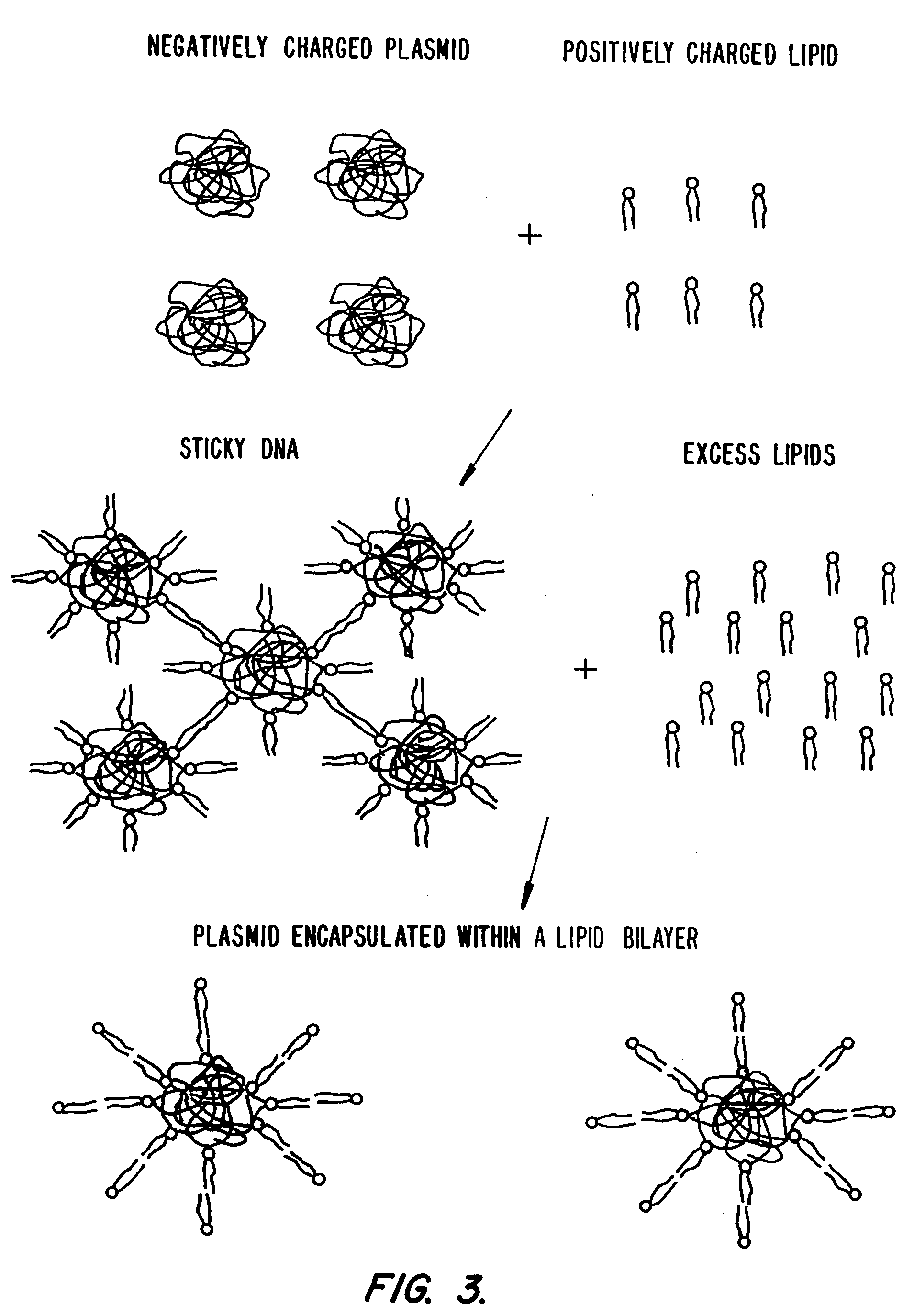 Lipid-nucleic acid particles prepared via a hydrophobic lipid-nucleic acid complex intermediate and use of gene transfer