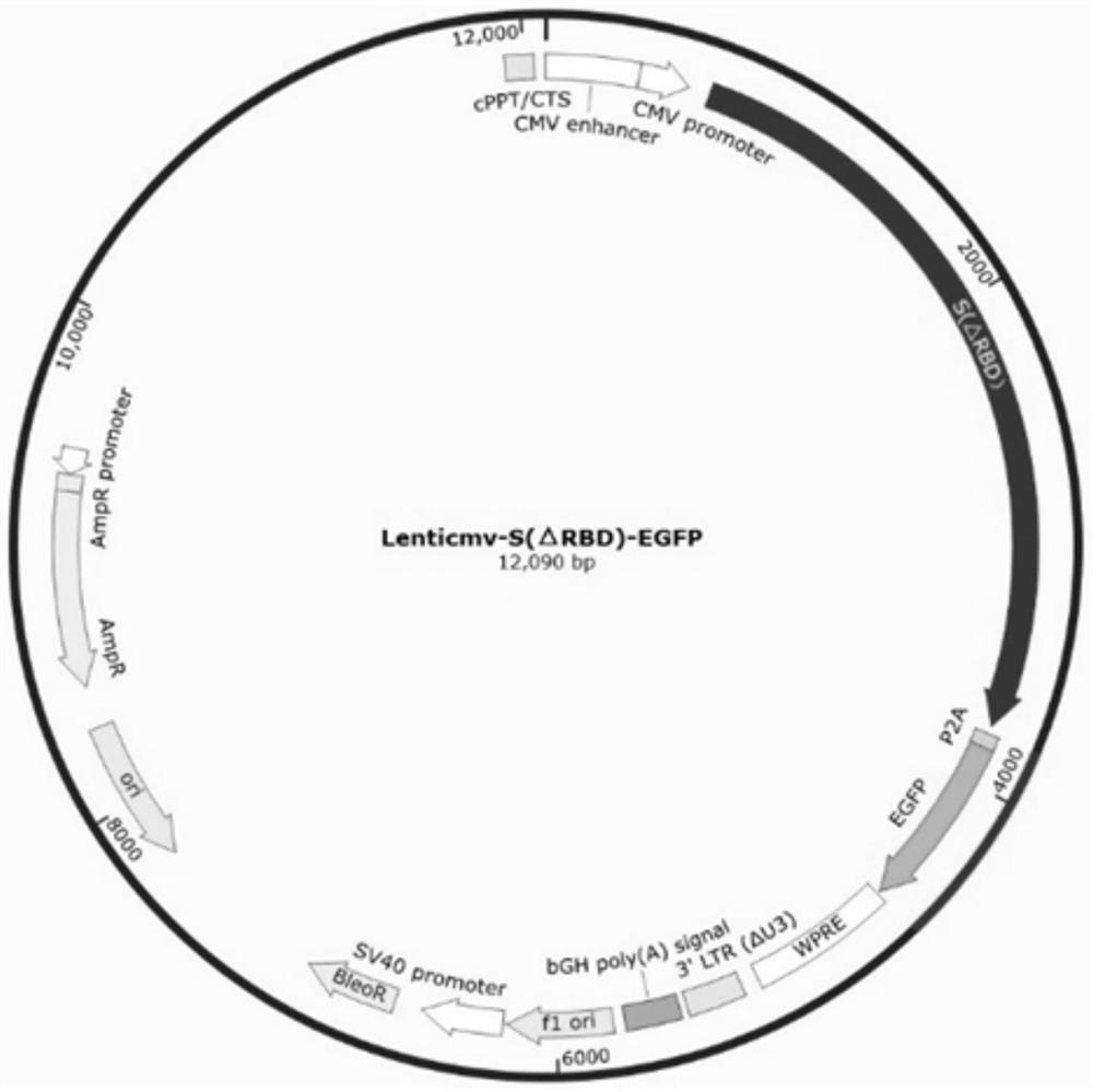 Screening method and application of virus protein escape neutralizing antibody