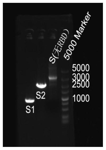 Screening method and application of virus protein escape neutralizing antibody