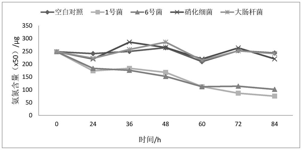 Halophilic brevibacterium linum strain capable of efficiently degrading ammonia nitrogen and application of same