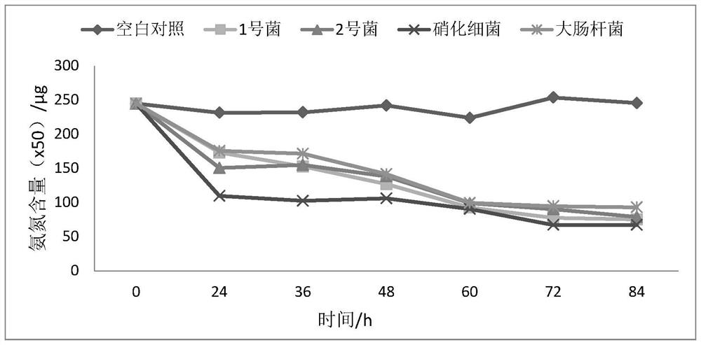 Halophilic brevibacterium linum strain capable of efficiently degrading ammonia nitrogen and application of same