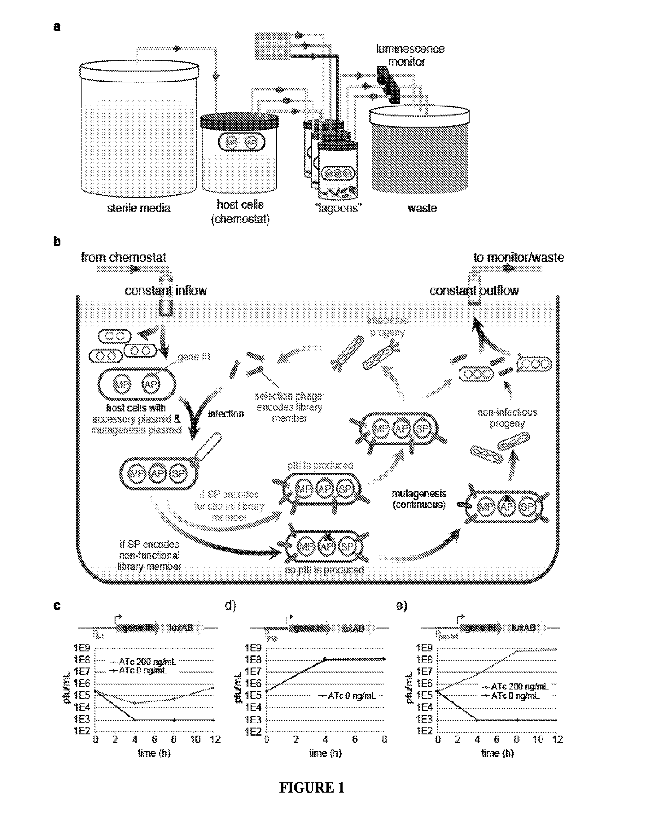 Negative selection and stringency modulation in continuous evolution systems