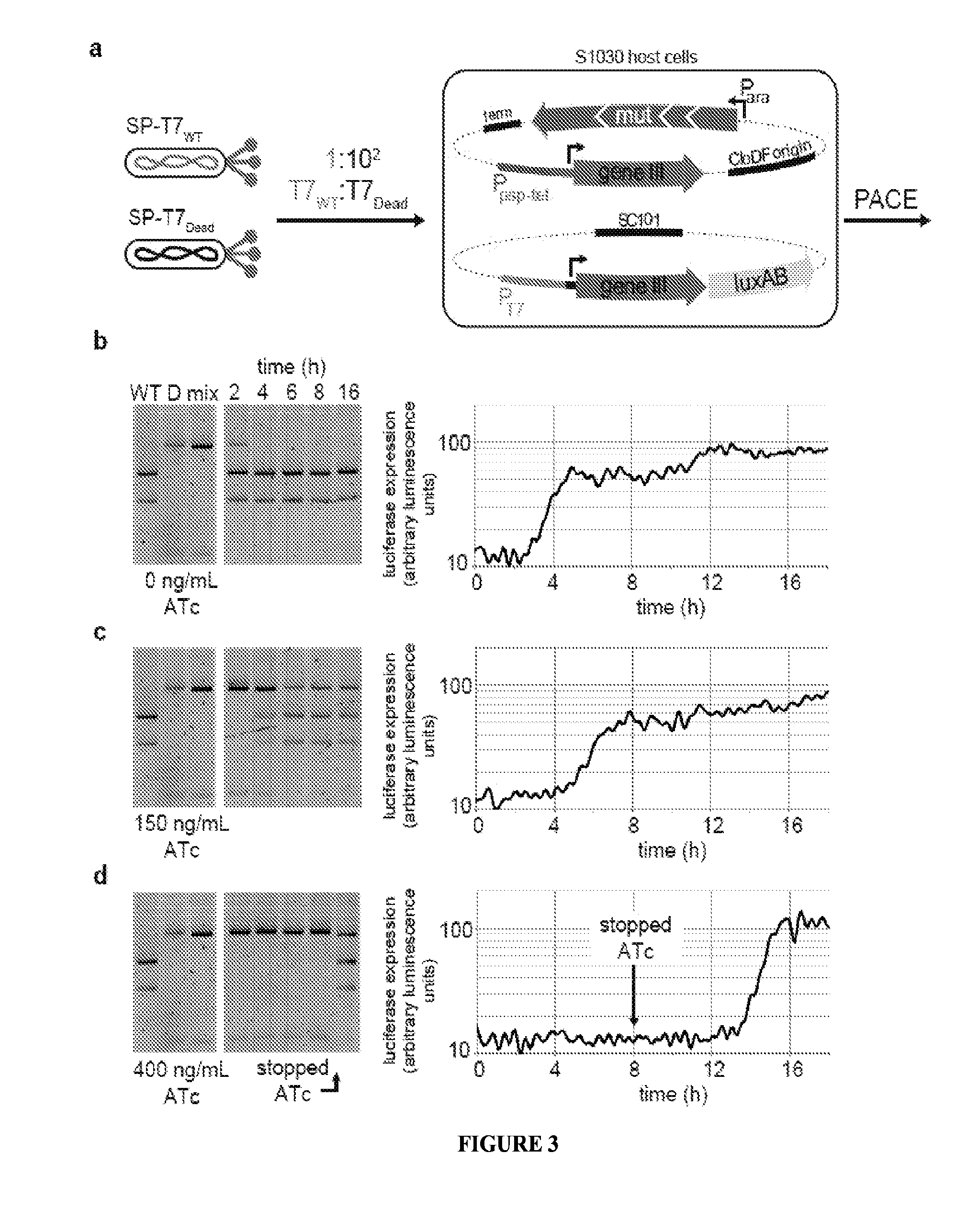 Negative selection and stringency modulation in continuous evolution systems