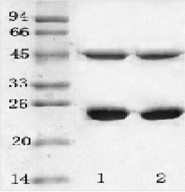 Salmonella choleraesuis immune colloidal gold rapid testing strip