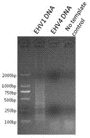 Lamp detection primers and Lamp detection method for discrimination of equine herpesvirus type 1/4