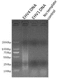 Lamp detection primers and Lamp detection method for discrimination of equine herpesvirus type 1/4