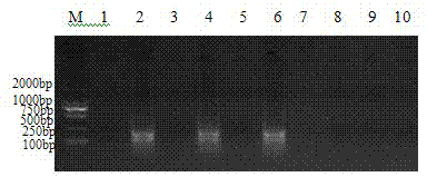 Lamp detection primers and Lamp detection method for discrimination of equine herpesvirus type 1/4