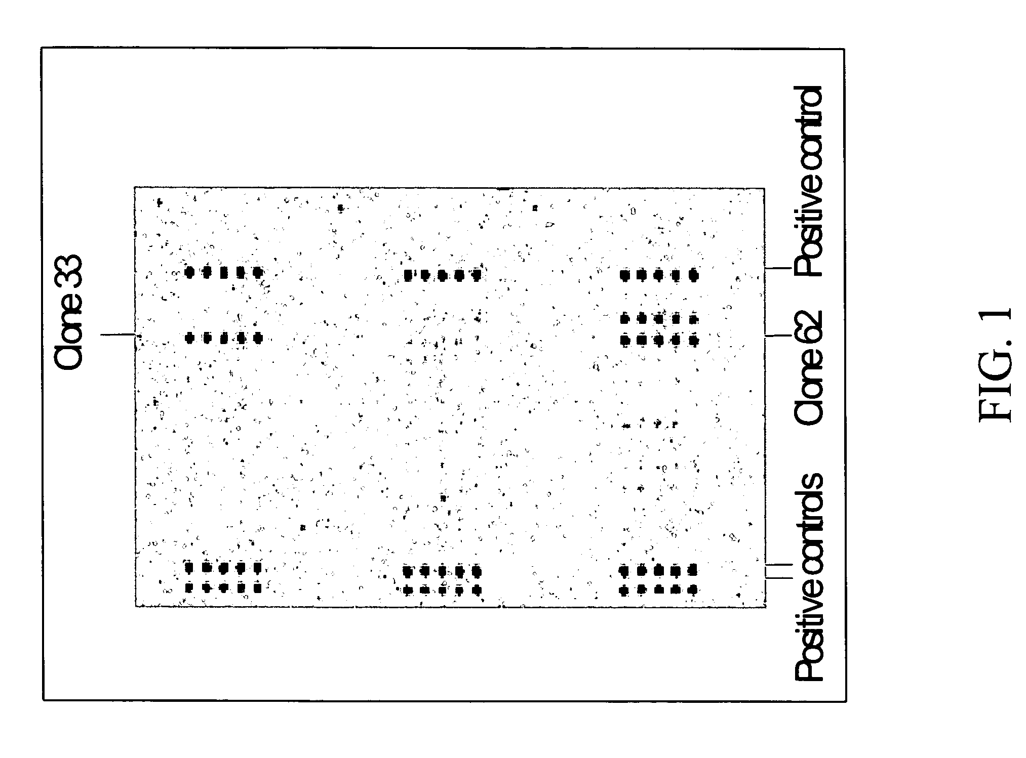 Artificial genes for use as controls in gene expression analysis systems