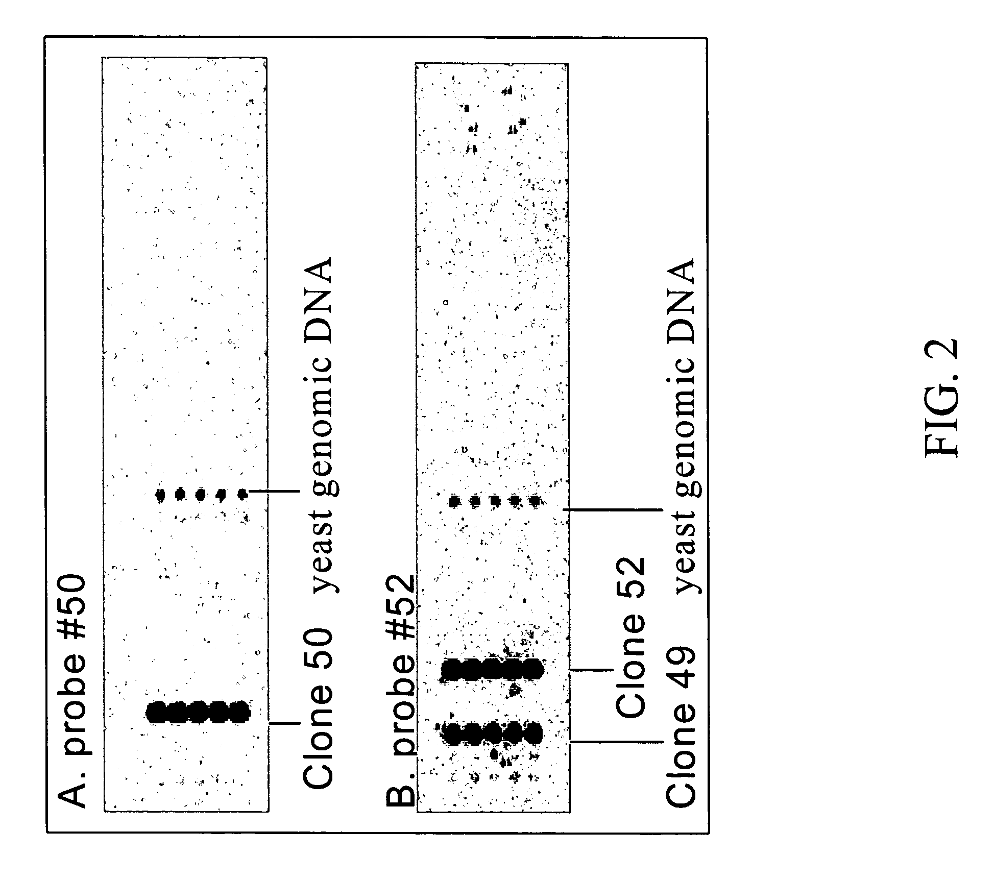 Artificial genes for use as controls in gene expression analysis systems