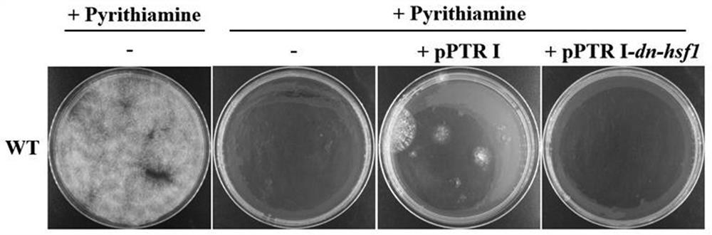 A dominant negative effect mutant of heat shock transcription factor 1 and its application