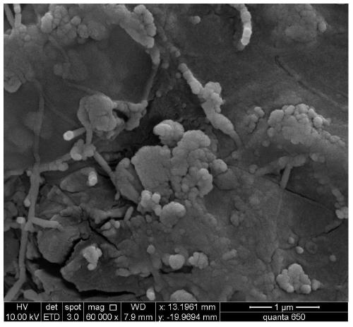 Carbon nitrogen co-doped nano titanium dioxide-polyvinyl alcohol composite film with visible-light activity and preparation method and application thereof