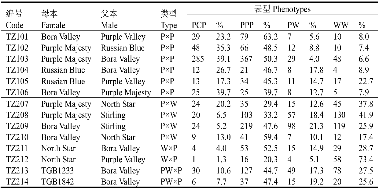 Method for breeding chromatic potato variety with high pigment content