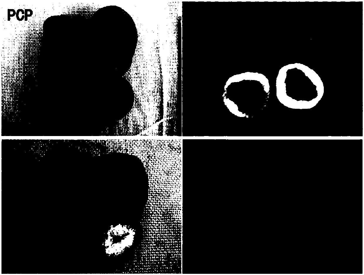 Method for breeding chromatic potato variety with high pigment content