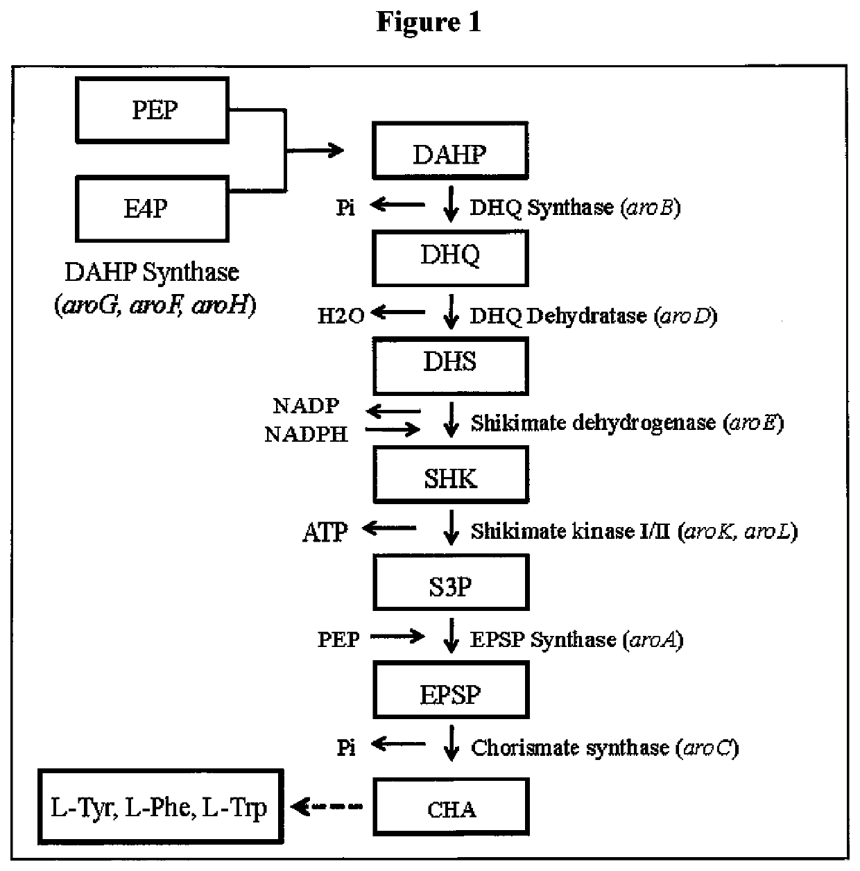 Improved muconic acid production from genetically engineered microorganisms