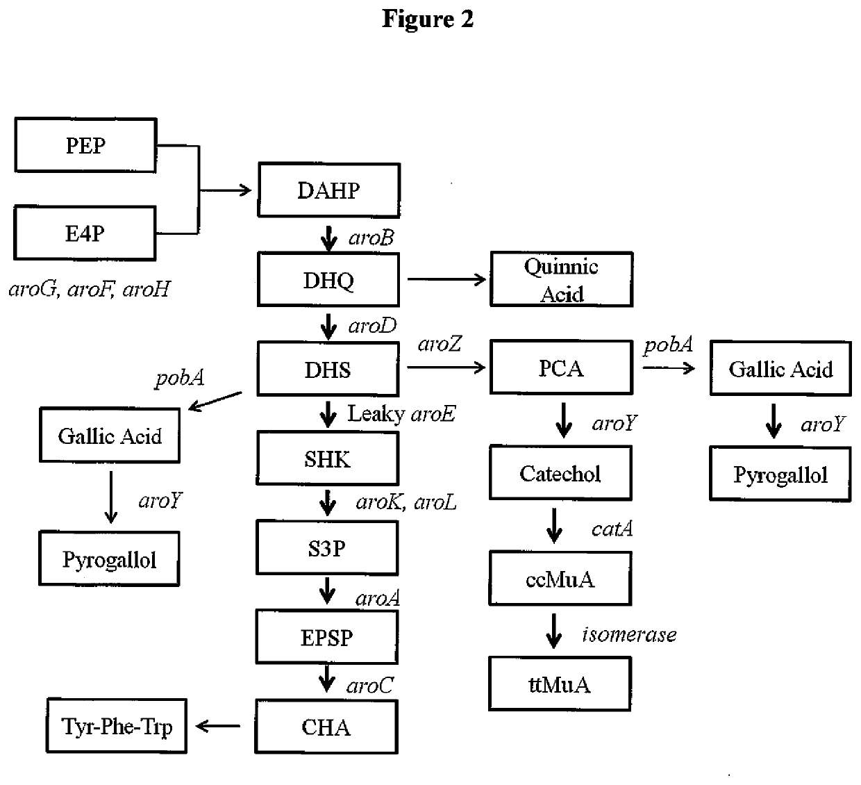 Improved muconic acid production from genetically engineered microorganisms