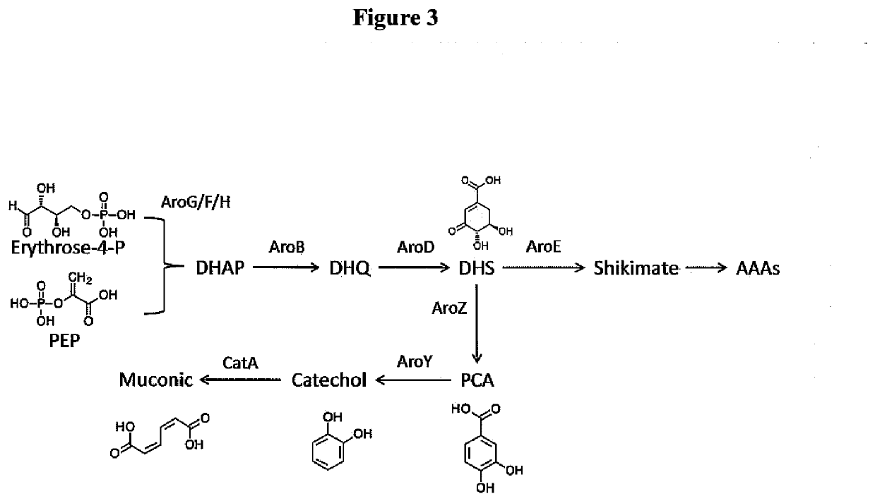 Improved muconic acid production from genetically engineered microorganisms