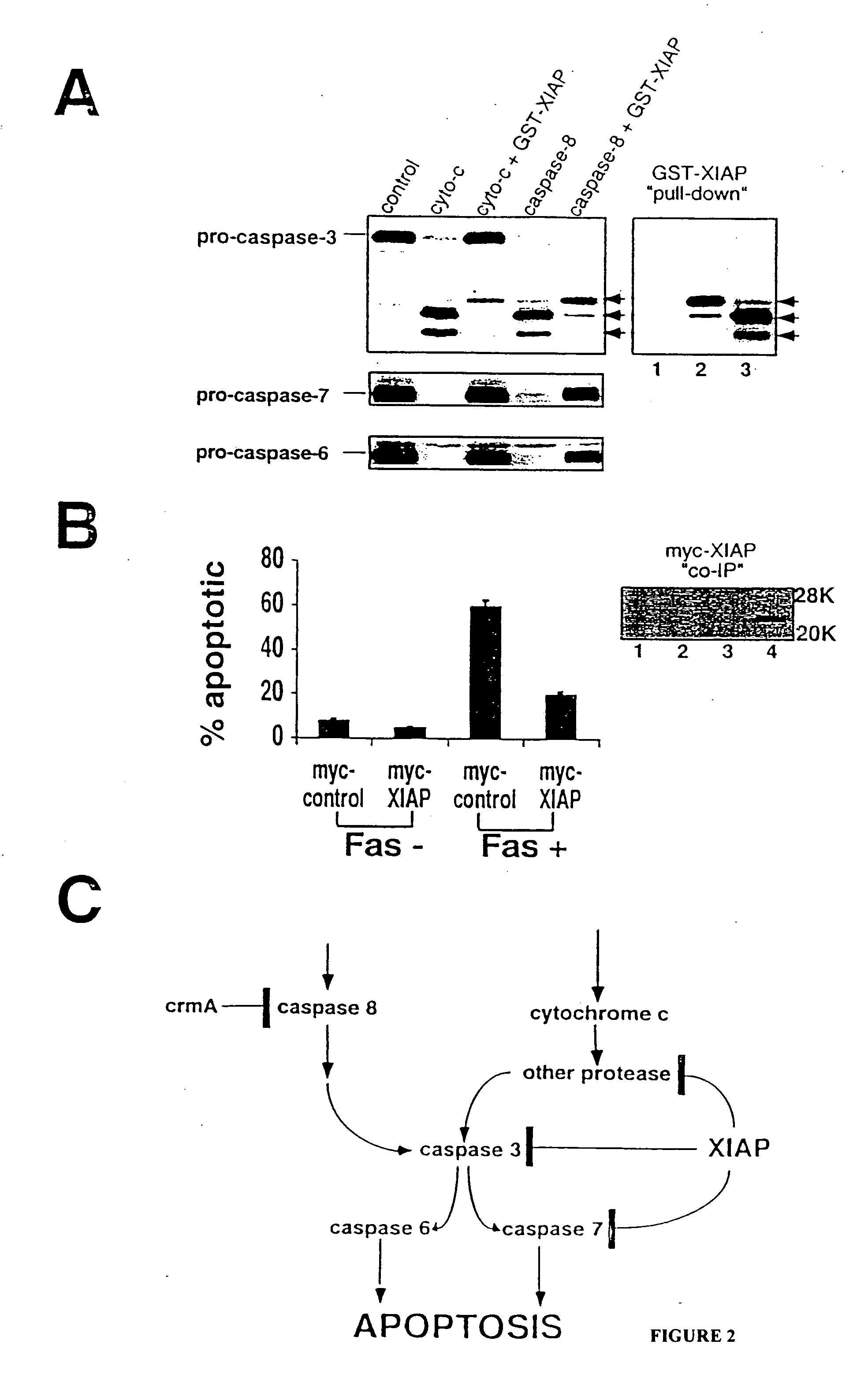 Screening assays for agents that alter inhibitor of apoptosis (IAP) protein regulation of caspase activity