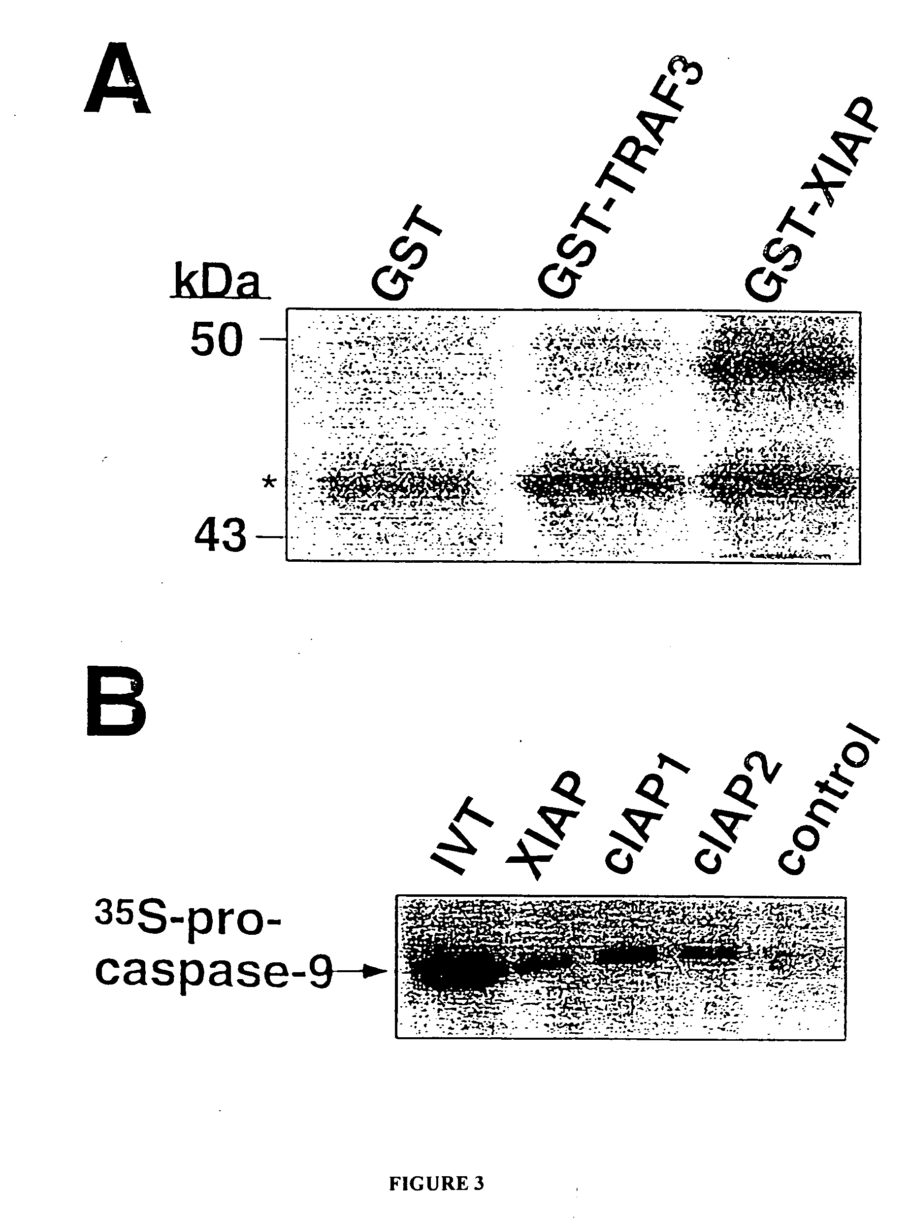 Screening assays for agents that alter inhibitor of apoptosis (IAP) protein regulation of caspase activity