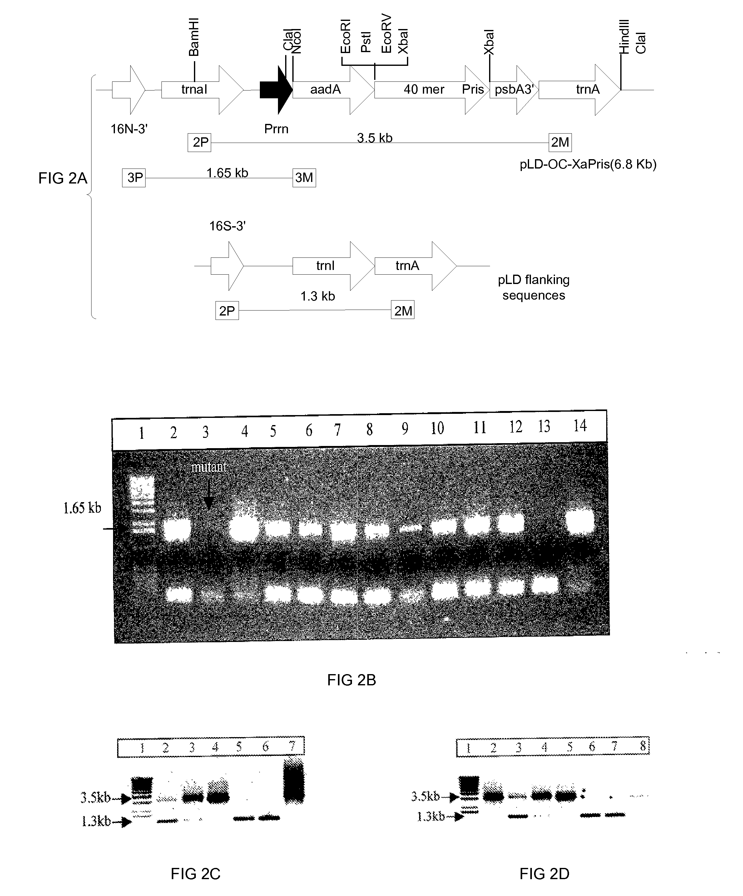 Pharmaceutical Proteins, Human Therapeutics, Human Serum Albumin Insulin, Native Cholera Toxin B Subunit on Transgenic Plastids