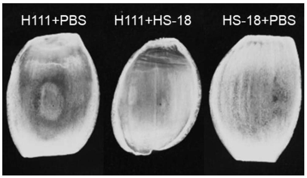 Application of pseudomonas nitroreducens HS-18 in prevention and treatment of AHLs-mediated pathogenic bacteria