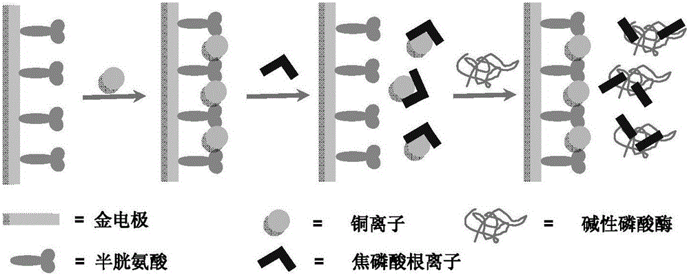 An electrochemical method for measuring the activity of alkaline phosphatase