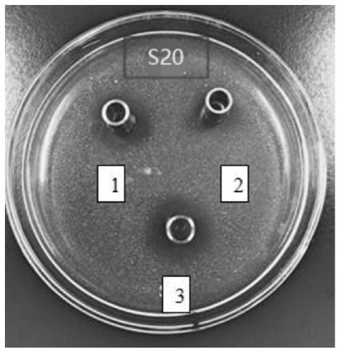 Lactobacillus paracasei producing bacteriocin and application thereof