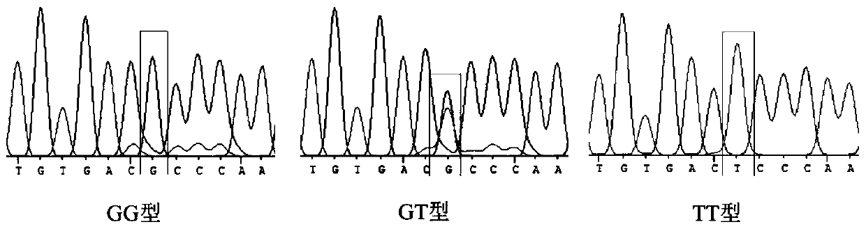 HOXA13 gene promoter region SNP site and application thereof to detection on intramuscular fat content of pigs