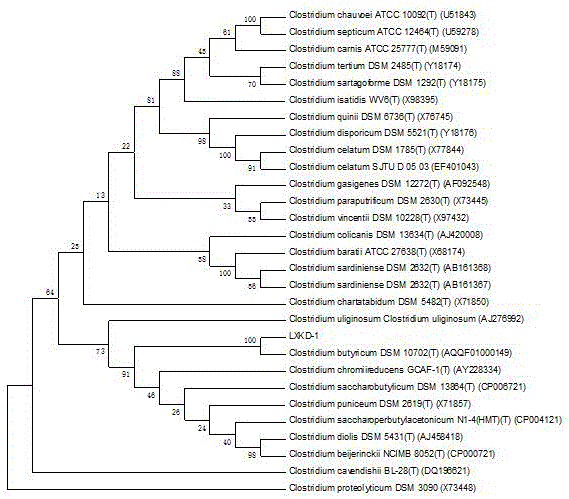 Preparation and application of Clostridium butyricum and live Clostridium butyricum preparation