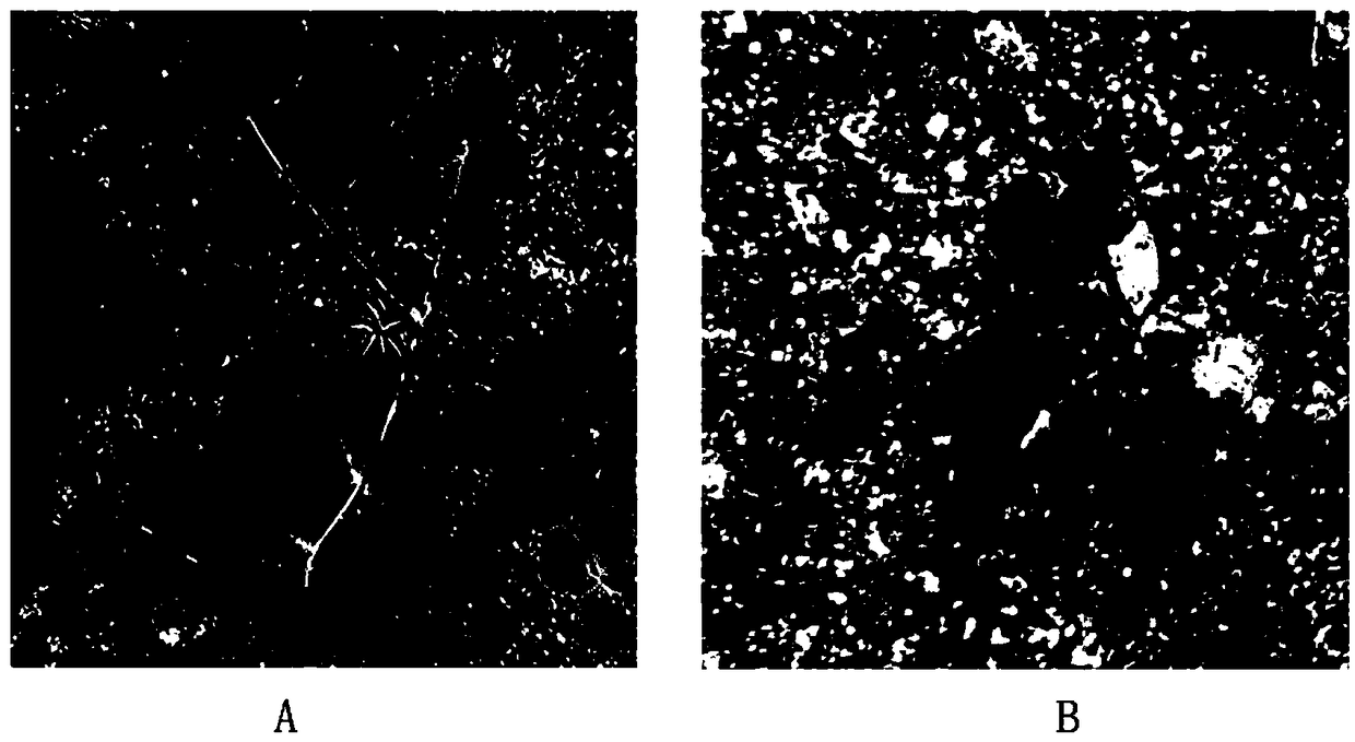 Method for inducing astragalus sinicus tetraploid