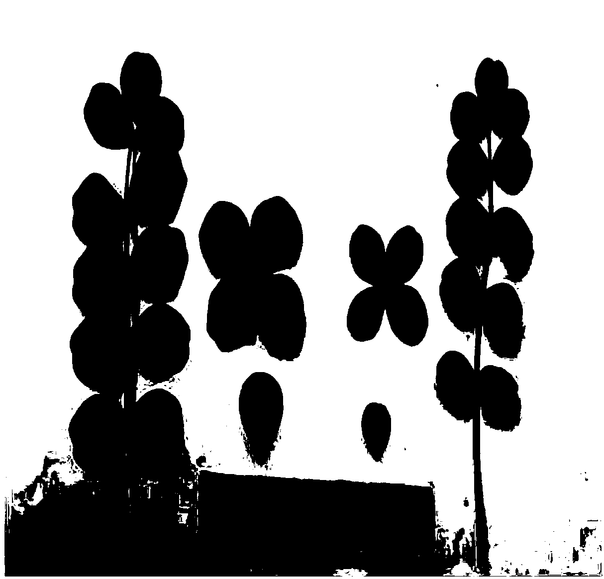 Method for inducing astragalus sinicus tetraploid