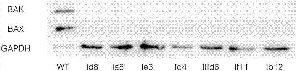 Construction method of anti-apoptosis CHO-K1 cell line capable of improving expression level by combining with valproic acid