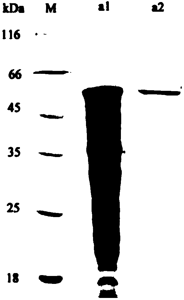 Preparation method of D-phenylalanine