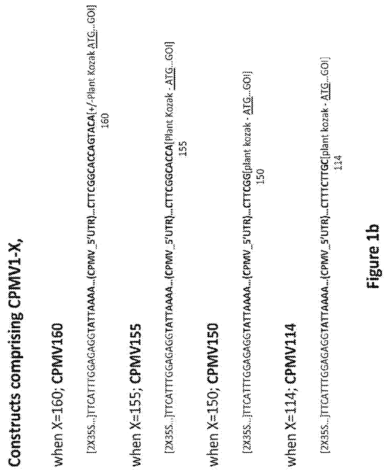 CPMV Enhancer Elements