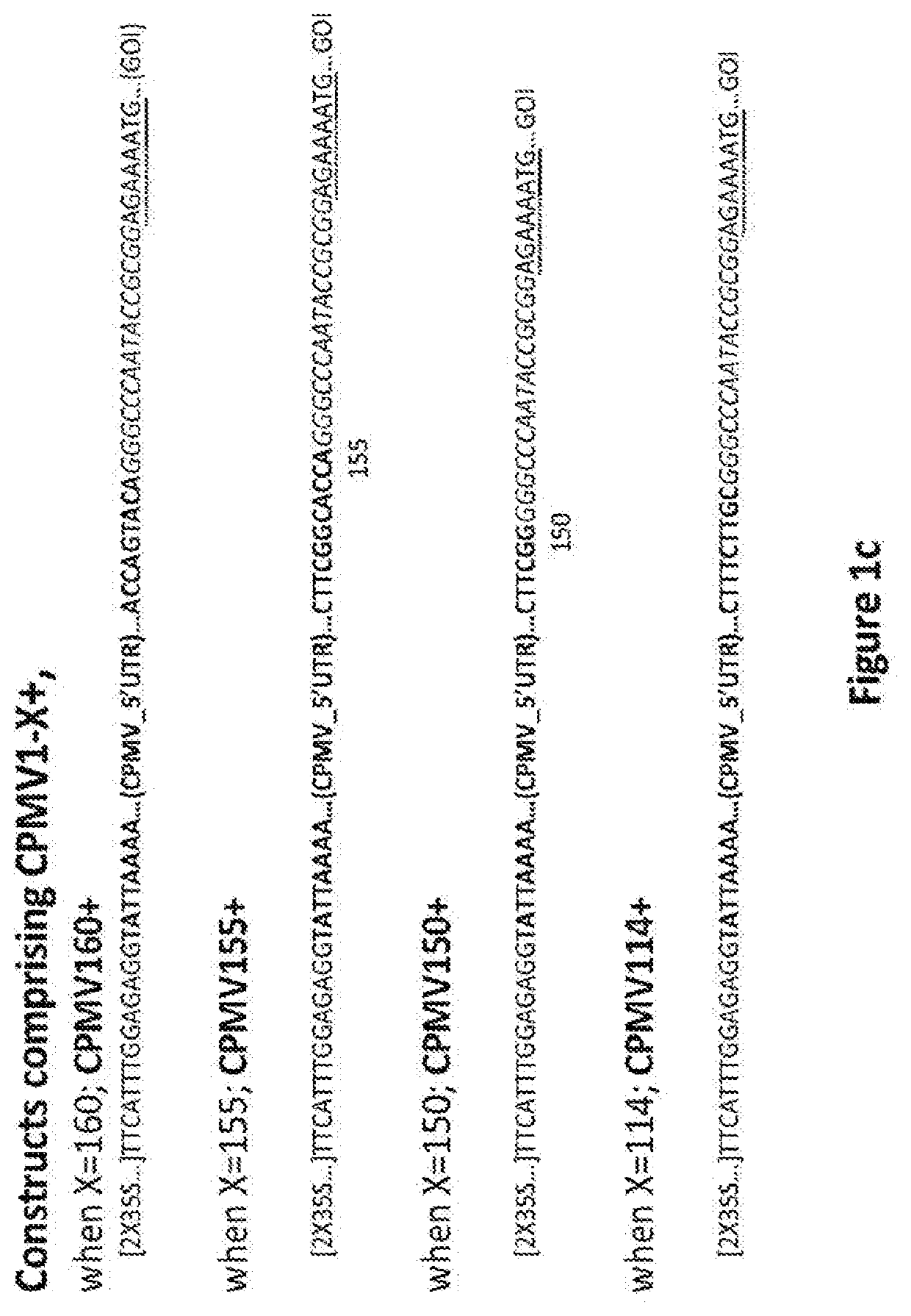 CPMV Enhancer Elements