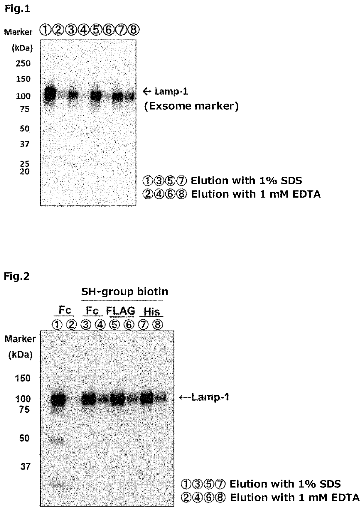 Tim protein-bound carrier, methods for obtaining, removing and detecting extracellular membrane vesicles and viruses using said carrier, and kit including said carrier