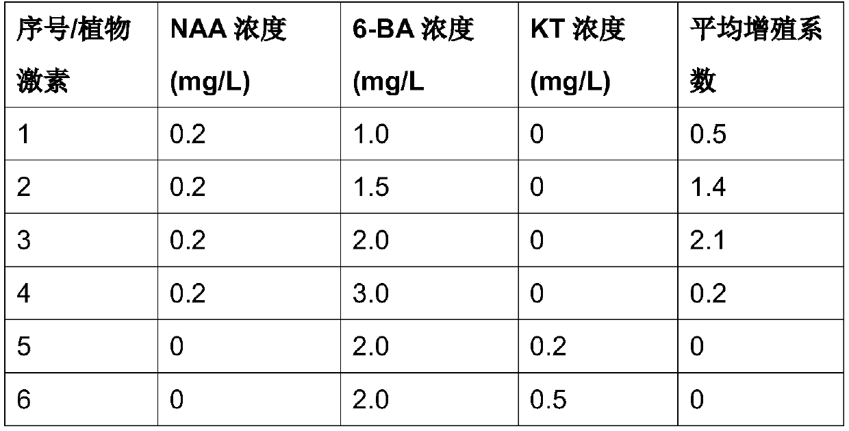 Tissue culture method of rosa graciliflora