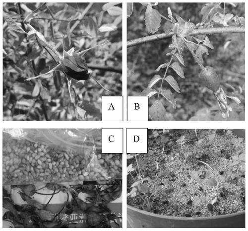 Tissue culture method of rosa graciliflora