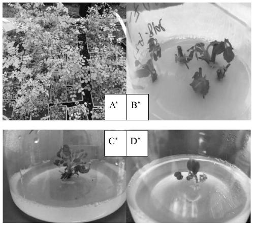 Tissue culture method of rosa graciliflora